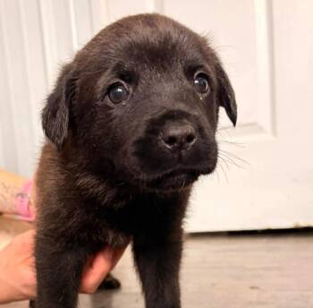 Catahoula Leopard Dog Dogs Available for Adoption - Arrow | PetCurious