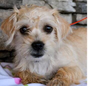 Terrier Dogs Available for Adoption in Tacoma, Washington - Summer | PetCurious