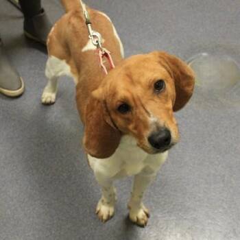 Mixed Breed Dogs Available for Adoption in Richmond, Virginia - Rufus | PetCurious