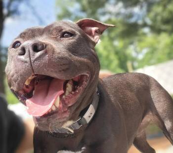 Rescue American Staffordshire Terrier and Pit Bull Terrier Dogs for Adoption in Oceanport, New Jersey - Keys | PetCurious