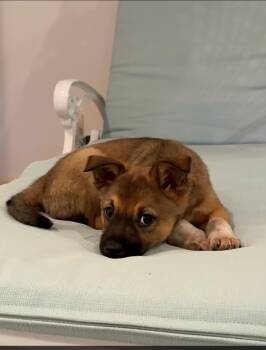 Australian Shepherd Dogs Available for Adoption - Sophie | PetCurious