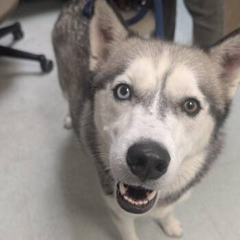 Snow Angel -  Husky Dog for Adoption in Philadelphia, Pennsylvania - Snow Angel | PetCurious
