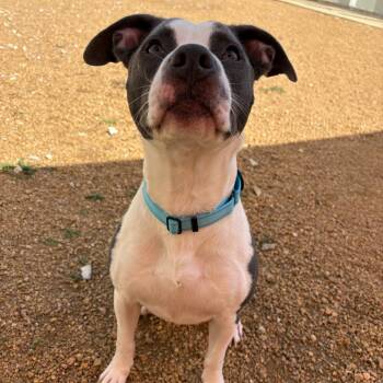 Dempsey -  Mixed Breed Dog for Adoption in Bentonville, Arkansas - Dempsey | PetCurious