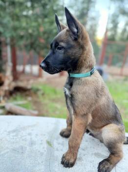 Belgian Shepherd Malinois and German Shepherd Dog Dogs Available for Adoption in Pleasant Hill, California - Rod Stewart | PetCurious