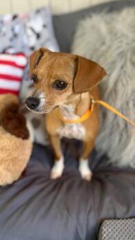 Tanith -  Chihuahua Dog for Adoption in Fort Worth, Texas - Tanith | PetCurious