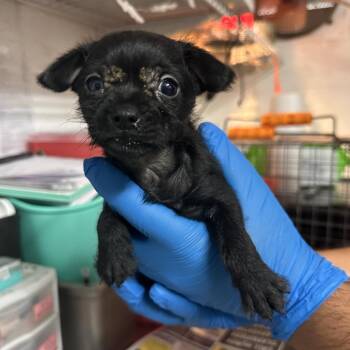 Captain Crunch -  Terrier Dog for Adoption in Edinburg, Texas - Captain Crunch | PetCurious