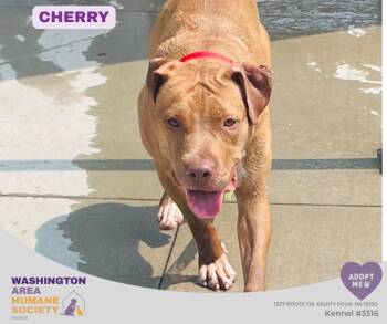 Cherry -  Pit Bull Terrier Dog for Adoption in Eighty Four, Pennsylvania - Cherry | PetCurious