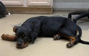 Rugby -  Rottweiler and Mixed Breed Dog for Adoption in Port St. Joe, Florida - Rugby | PetCurious