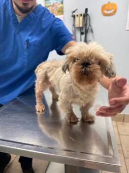 Chyna -  Shih Tzu Dog for Adoption in Chicago, Illinois - Chyna | PetCurious
