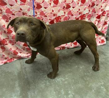 Labrador Retriever and Mixed Breed Dogs Available for Adoption - DUNN | PetCurious