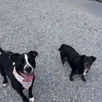 Raelyn & Stormie -  Mixed Breed Dog for Adoption in Marion, North Carolina - Raelyn & Stormie | PetCurious