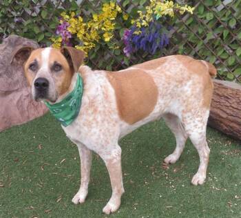 Australian Cattle Dog Blue Heeler and Mixed Breed Dogs Available for Adoption - RIGGS | PetCurious