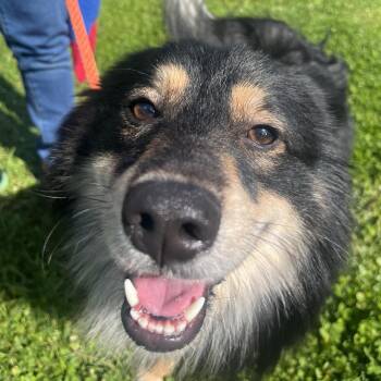 Pomeranian and Husky Dogs Available for Adoption in Middletown, New York - Duke | PetCurious