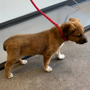 Rescue Mixed Breed Dogs for Adoption in Las Cruces, New Mexico - Nugget | PetCurious