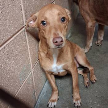 Tap -  Terrier Dog for Adoption in Gautier, Mississippi - Tap | PetCurious