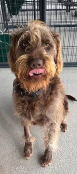 Labradoodle Dogs Available for Adoption - Milo | PetCurious
