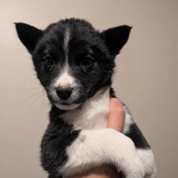 Mixed Breed Dogs Available for Adoption - Lindt | PetCurious