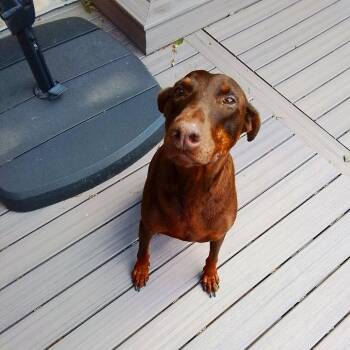 Ruby -  Doberman Pinscher Dog for Adoption in Fleetwood, Pennsylvania - Ruby | PetCurious