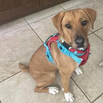 Jorja (easygoing, super smart, calm, and well-behaved, 40lbs) -  Yellow Labrador Retriever and Black Mouth Cur Dog for Adoption in Grand Rapids, Michigan - Jorja (easygoing, Super Smart, Calm, And Well-behaved, 40lbs) | PetCurious