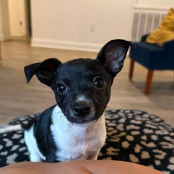 Rat Terrier Dogs Available for Adoption in Daphne, Alabama - Clover | PetCurious