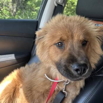 Wonton C-34344 -  Mixed Breed Dog for Adoption in Oklahoma City, Oklahoma - Wonton C-34344 | PetCurious