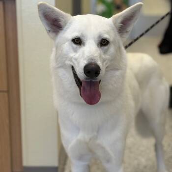 Rescue Mixed Breed Dogs for Adoption in Madisonville, Tennessee - Pink | PetCurious