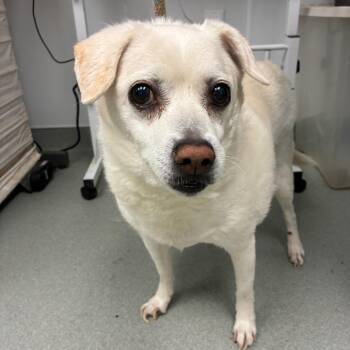 Chihuahua and Mixed Breed Dogs Available for Adoption in Abilene, Texas - Finn | PetCurious