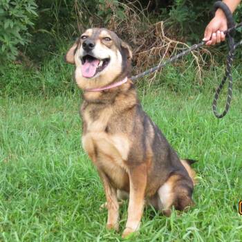 Xena -  German Shepherd Dog Dog for Adoption in Lake Jackson, Texas - Xena | PetCurious