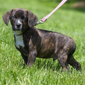 Dandy -  Labrador Retriever Dog for Adoption in South Elgin, Illinois - Dandy | PetCurious