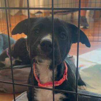 selena -  Pit Bull Terrier and Mixed Breed Dog for Adoption in Bellingham, Washington - Selena | PetCurious