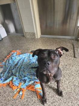Brooklyn -  Mixed Breed Dog for Adoption in Westland, Michigan - Brooklyn | PetCurious