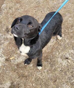 Rescue Beagle and Labrador Retriever Dogs for Adoption in Troy, Alabama - Nacho Fry | PetCurious