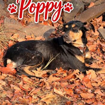 Poppy -  Hound and Mixed Breed Dog for Adoption in Hackett, Arkansas - Poppy | PetCurious