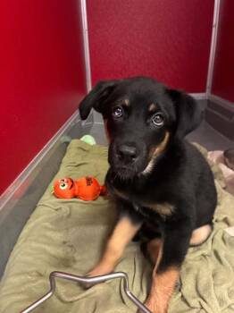 CANELA -  German Shepherd Dog and Mixed Breed Dog for Adoption in Visalia, California - CANELA | PetCurious