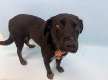 Allie -  Labrador Retriever and Mixed Breed Dog for Adoption in Woodbury, Minnesota - Allie | PetCurious