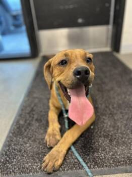 Andy -  Black Mouth Cur and Mixed Breed Dog for Adoption in Fresno, California - Andy | PetCurious