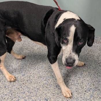 Labrador Retriever and Mixed Breed Dogs Available for Adoption in Greenville, South Carolina - Arfie | PetCurious