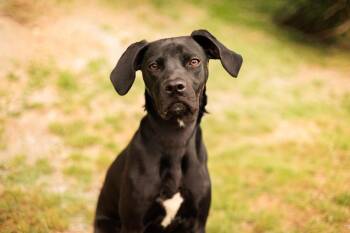 Great Dane and Whippet Dogs Available for Adoption in Gradyville, Kentucky - Faith- Transport | PetCurious