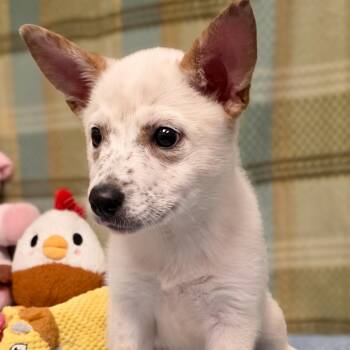 Freckles -  Australian Cattle Dog Blue Heeler Dog for Adoption in Gainesville, Texas - Freckles | PetCurious