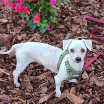 Rescue Maltese Dogs for Adoption in Bradenton, Florida - Camper | PetCurious