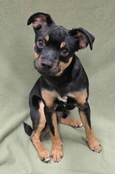 Mixed Breed Dogs Available for Adoption - Nerf | PetCurious