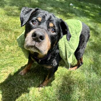 TV loving Thor -  Rottweiler Dog for Adoption in Stamford, Connecticut - TV Loving Thor | PetCurious