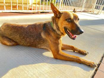 Carrot -  Shepherd Dog for Adoption in Santa Monica, California - Carrot | PetCurious