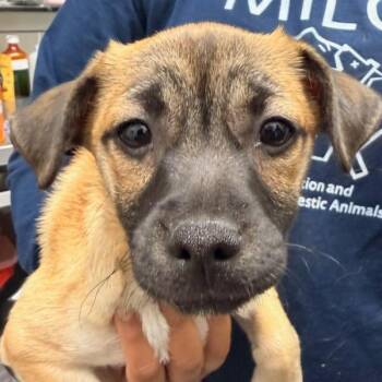 COCOA -  Pomeranian and Mixed Breed Dog for Adoption in Richmond, California - COCOA | PetCurious
