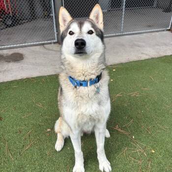 Baker -  Mixed Breed Dog for Adoption in Truckee, California - Baker | PetCurious