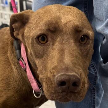 Mixed Breed Dogs Available for Adoption in Las Cruces, New Mexico - Hazel | PetCurious