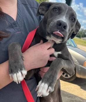 Bonnie -  Pit Bull Terrier Dog for Adoption in Troy, Alabama - Bonnie | PetCurious
