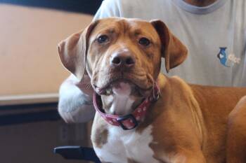 Odin -  Pit Bull Terrier Dog for Adoption in Chestertown, Maryland - Odin | PetCurious