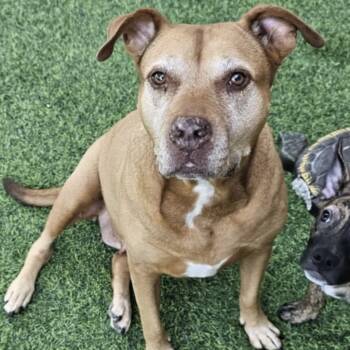 BROWNIE -  American Staffordshire Terrier Dog for Adoption in Largo, Florida - BROWNIE | PetCurious