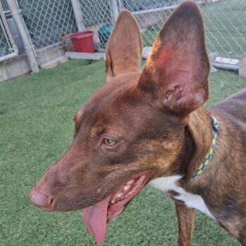 George -  Dutch Shepherd and Mixed Breed Dog for Adoption in Galveston, Texas - George | PetCurious